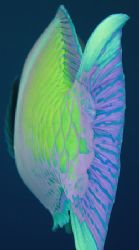 A slightly different view of a Parrot fish. D200,60mm. by Derek Haslam 